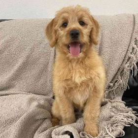 Labradoodle