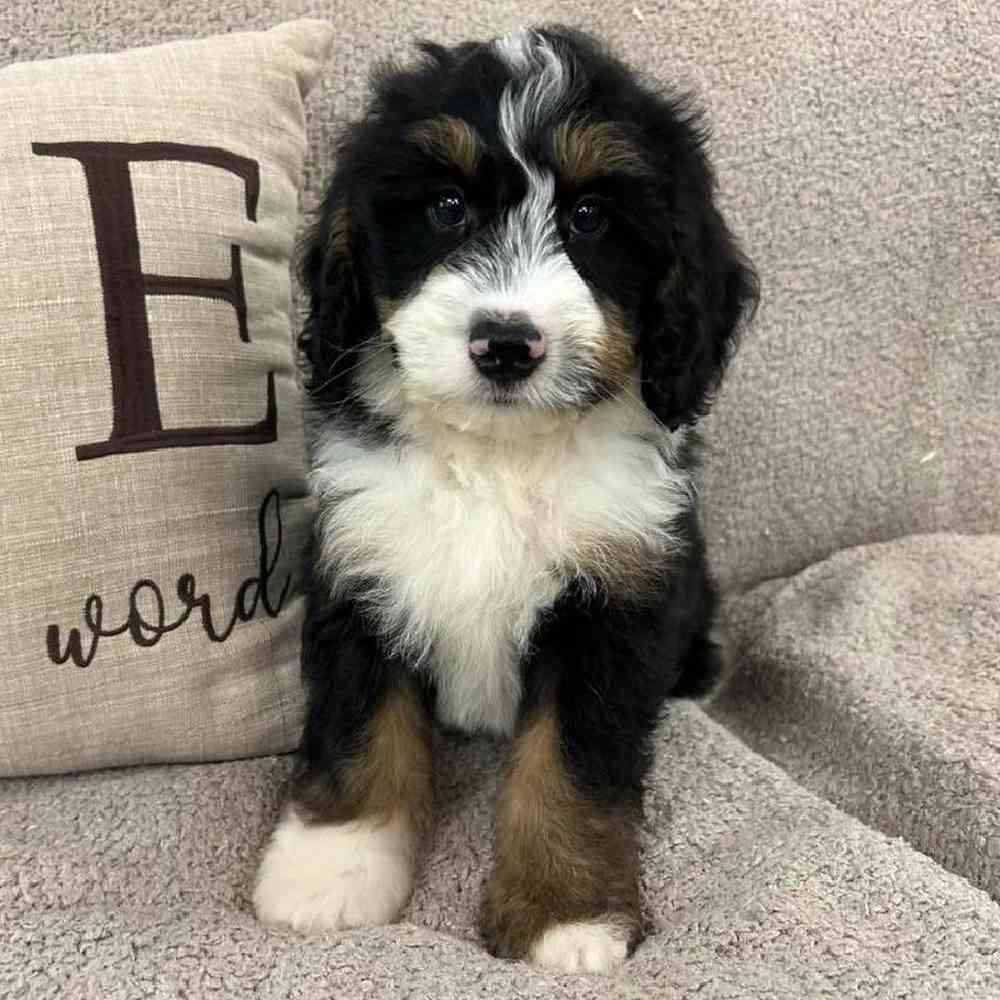 carousel pet images