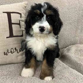 Mini Bernedoodle