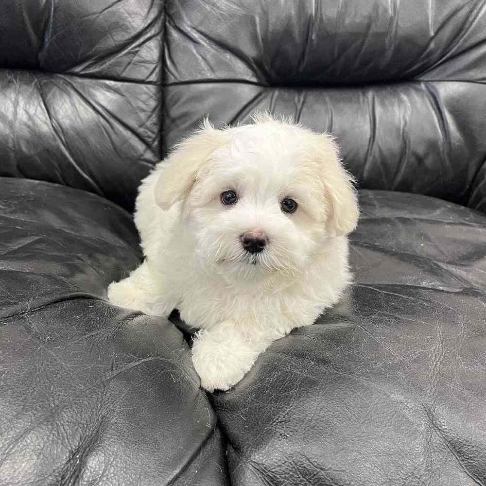 Female Maltichon Puppy for Sale in Scituate, RI