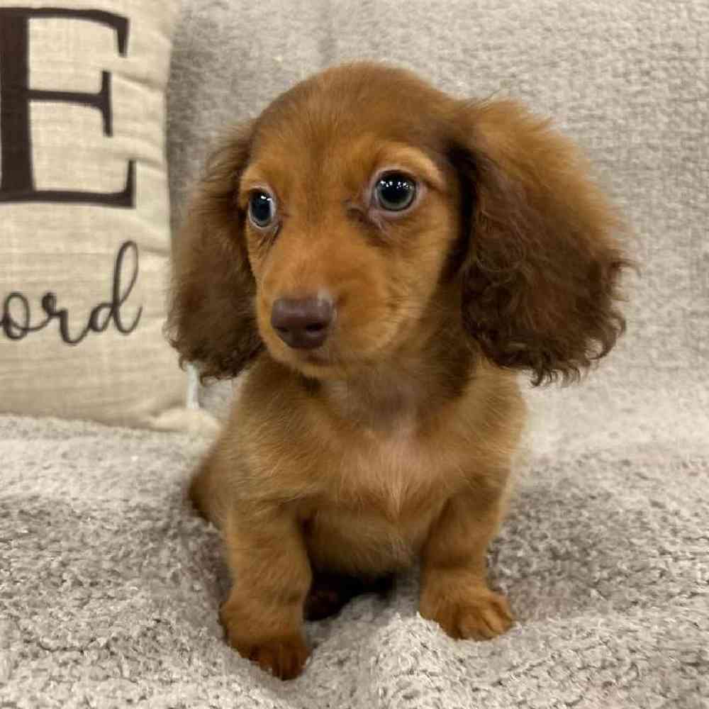 Image of a pet breed in the gallery