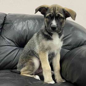 Bullmastiff Husky Mix