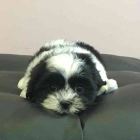 Maltese-Shih Tzu Mix