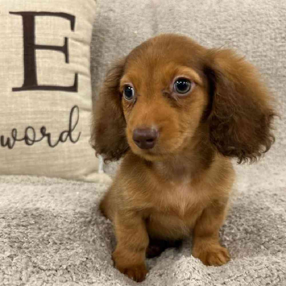 Image of a pet breed in the gallery