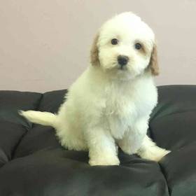 Bichon-Poo Mix