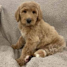 Goldendoodle