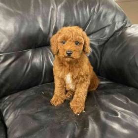 Mini Poodle