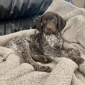 German Shorthaired Pointer