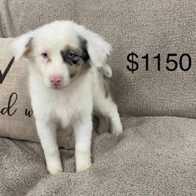 Mini Aussie Mix