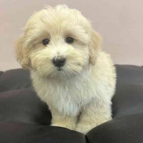 Maltipoo