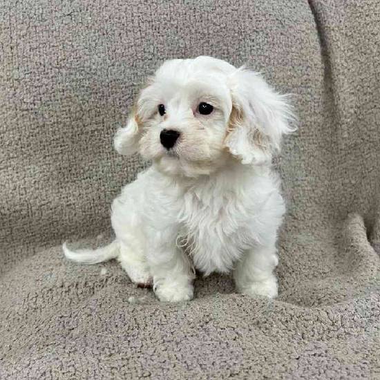 Cavachon