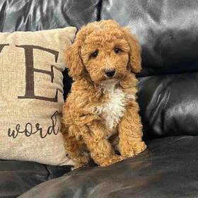 Mini Poodle