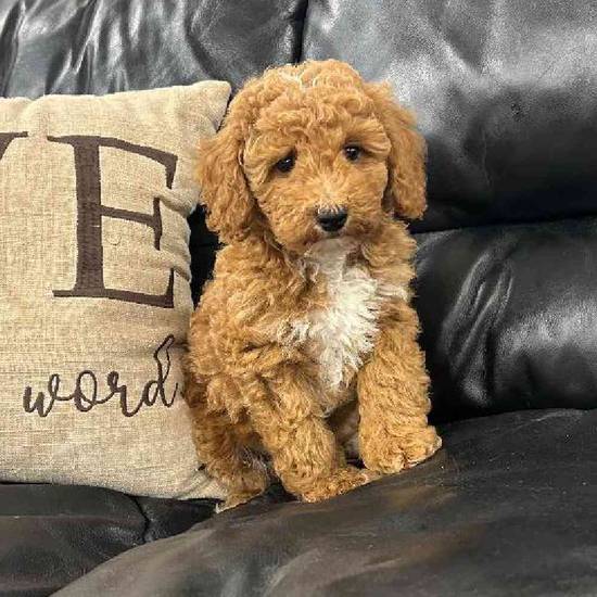 Mini Poodle