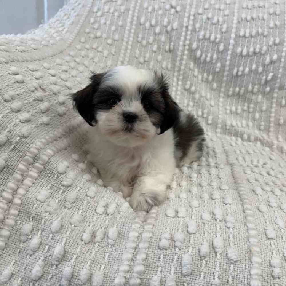 carousel pet images