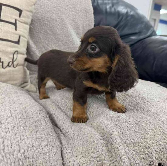 Dachshund