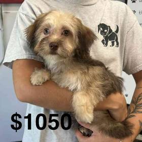 Havanese