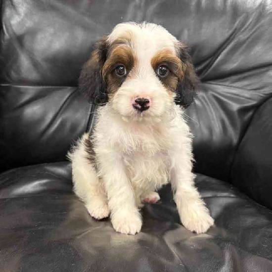 Cavapoo Mix