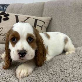 Cocker Spaniel