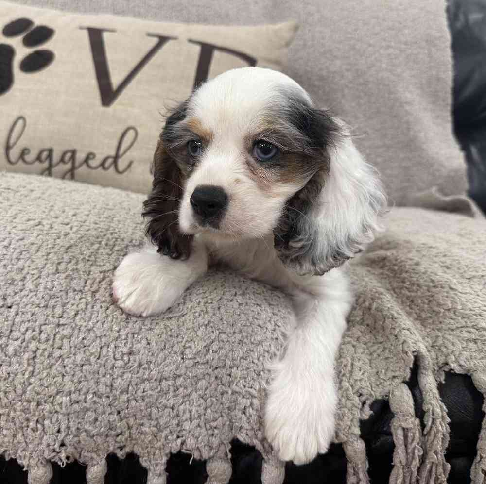 carousel pet images