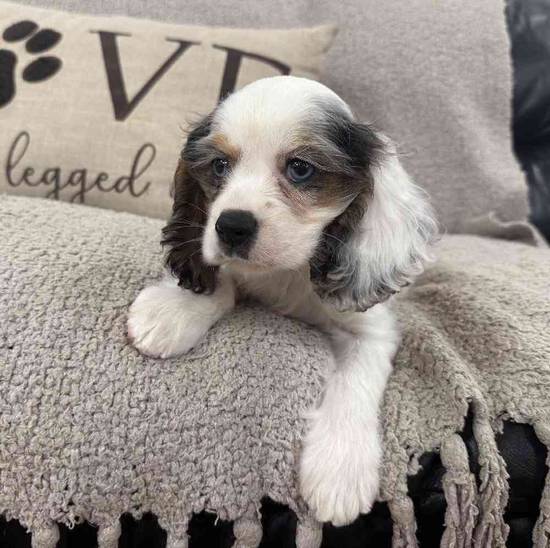 Cocker Spaniel