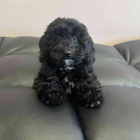 Bichon-Poo