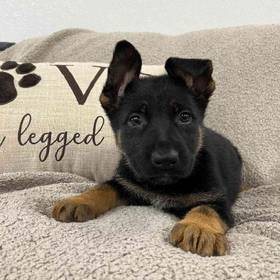 German Shepherd
