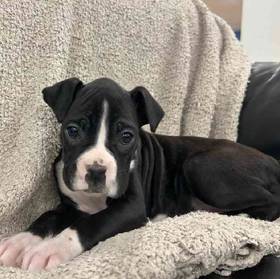 Boxer