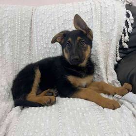 German Shepherd