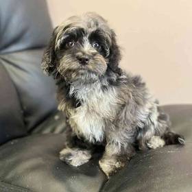 Cavapoo