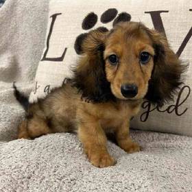 Dachshund