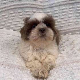 Shih Tzu