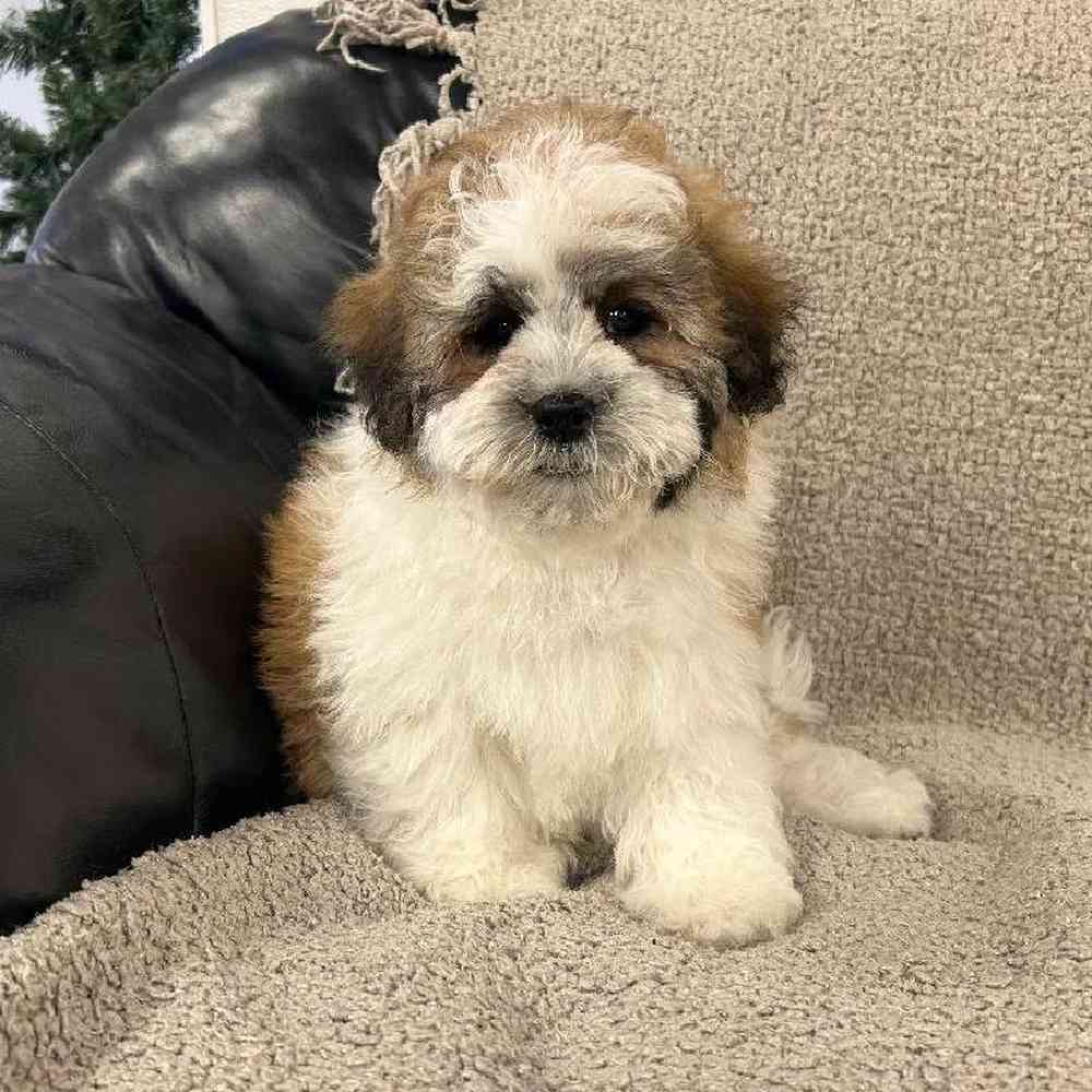 carousel pet images