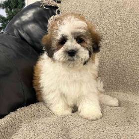 Shih-chon (Teddy Bear)