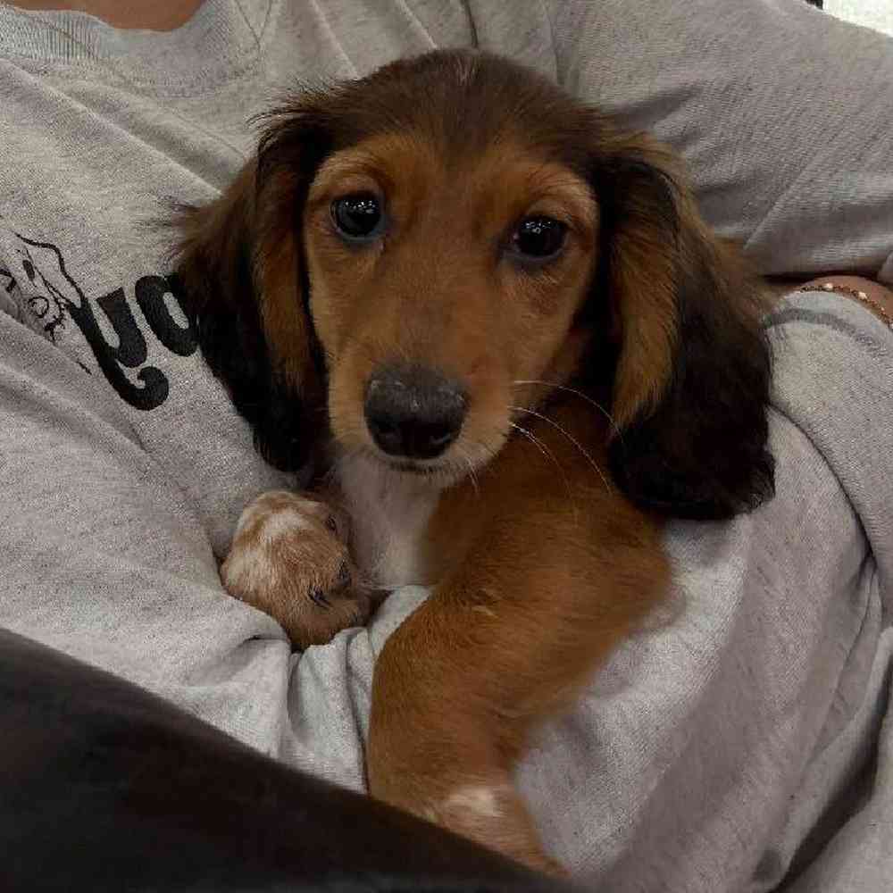 Image of a pet breed in the gallery