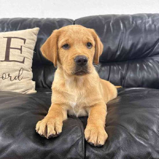 Golden Retriever Mix
