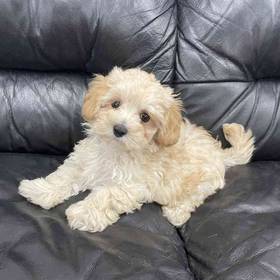 Maltipoo