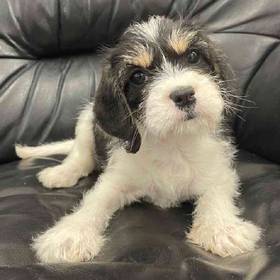 Cavalier Mix