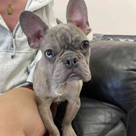 French Bulldog