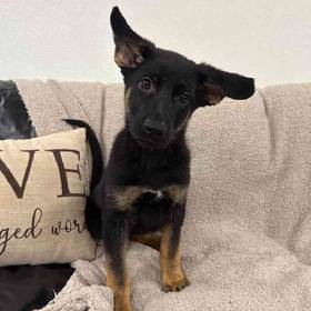 German Shepherd