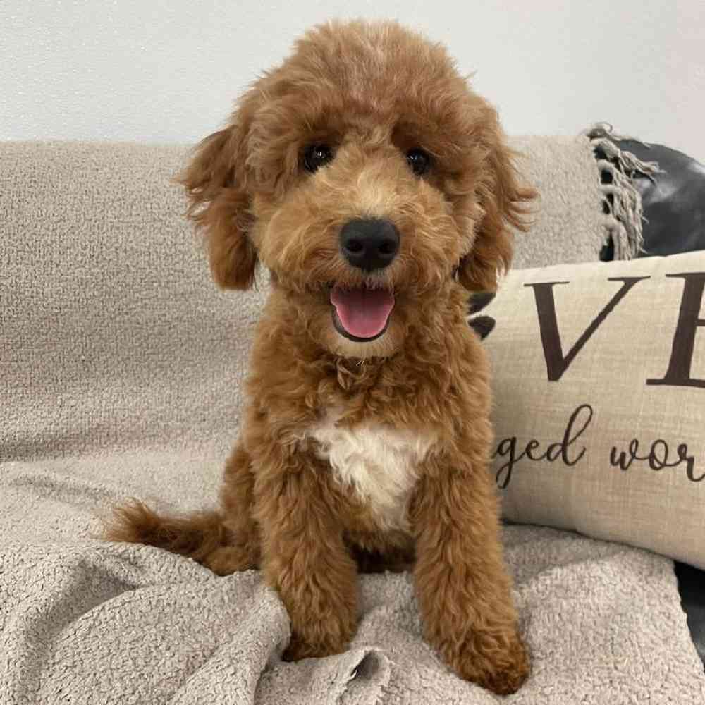 Image of a pet breed in the gallery