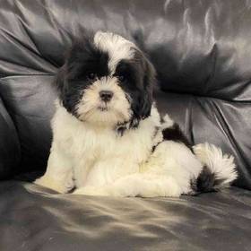 Shih Tzu