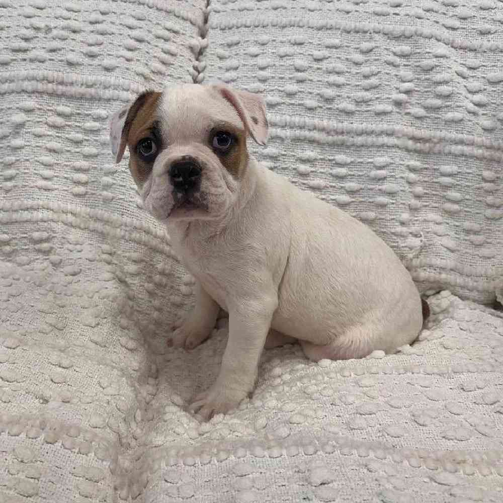 Image of a pet breed in the gallery