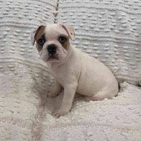 Bulldog Mix