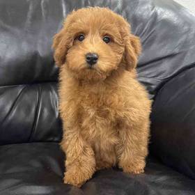 Mini Goldendoodle