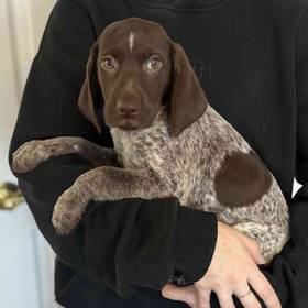 German Shorthaired Pointer