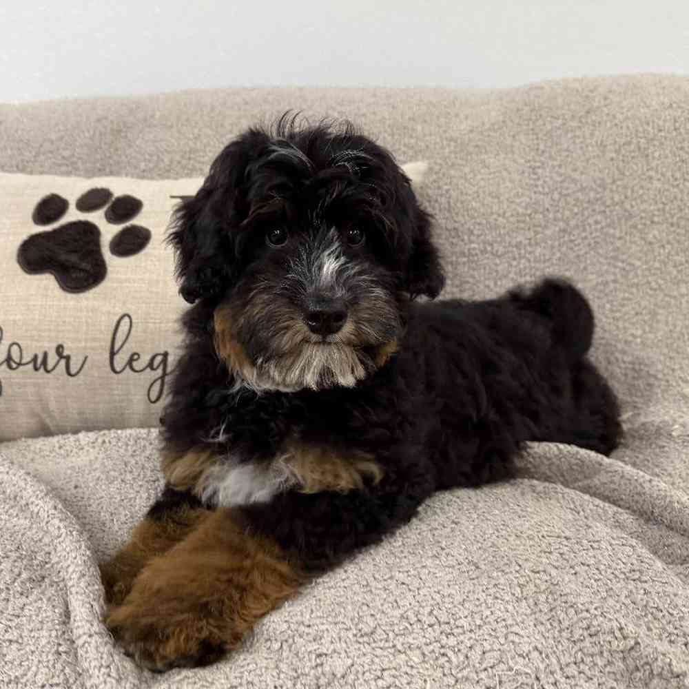 Image of a pet breed in the gallery