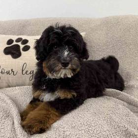 Bernedoodle Mix