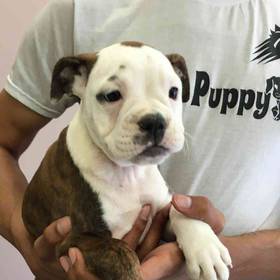 Bulldog-Boxer Mix