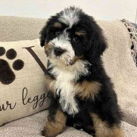 Mini Bernedoodle