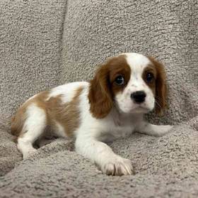 Cavalier King Charles Spaniel